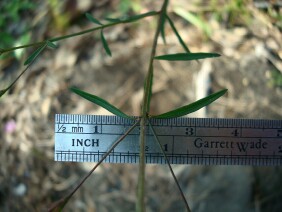 Agalinis tenuifolia Slenderleaf False Foxglove