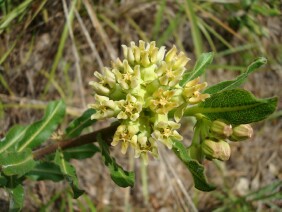 Asclepias obovata Pineland Milkweed