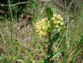 Asclepias obovata Pineland Milkweed