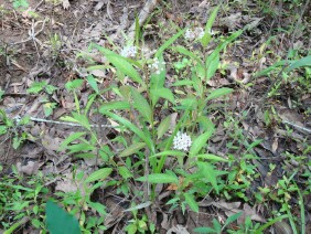Asclepias perennis Aquatic Milkweed