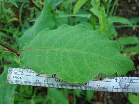 Asclepias variegata Redring Milkweed