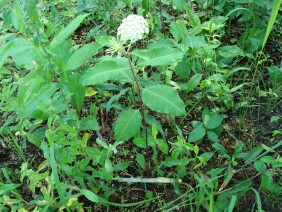 Asclepias variegata Redring Milkweed