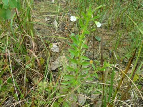 Mecardonia acuminata Small Axilflower