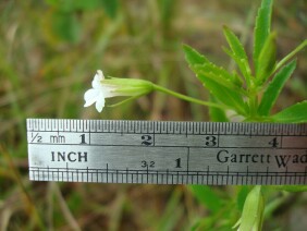 Mecardonia acuminata Small Axilflower