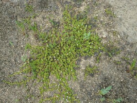 Bacopa monnieri Herb of Grace