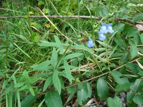 Salvia azurea Blue Sage