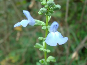 Salvia azurea Blue Sage