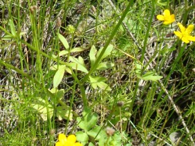 Ranunculus sardous Hairy Buttercup