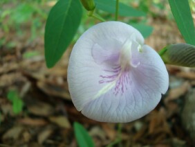 Clitoria mariana, Butterfly Pea, Atlantic Pigeonwings