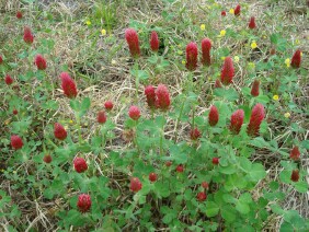 Trifolium incarnatum Crimson Clover