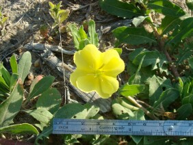 Oenothera laciniata Cutleaf Evening Primrose