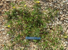 Oenothera laciniata Cutleaf Evening Primrose