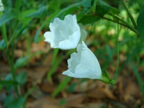 Stylisma humistrata Southern Dawnflower