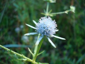 Eryngium integrifolium Blueflower Eryngo