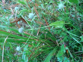 Eryngium integrifolium Blueflower Eryngo