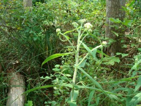 Eupatorium perfoliatum Common Boneset
