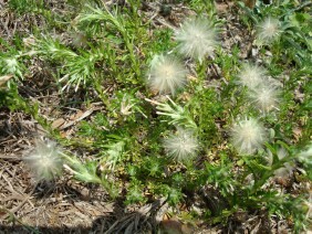 Facelis retusa Annual Trampweed
