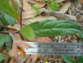 Helianthemum carolinianum Frostweed