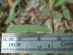 Helianthemum arenicola Frostweed