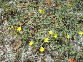 Helianthemum arenicola Frostweed