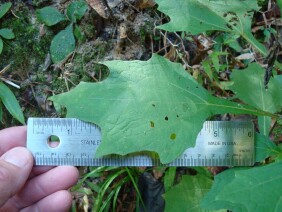 Smallanthus uvedalius Hairy Leafcup Polymnia uvedalia