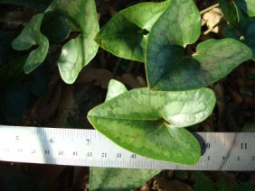 Hexastylis arifolia Heartleaf