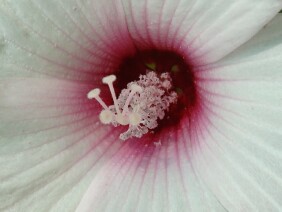 Hibiscus moscheutos Crimsoneyed Rosemallow