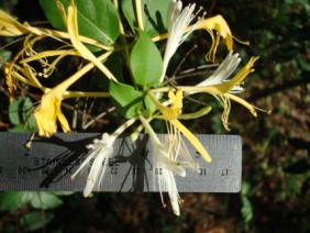 Lonicera japonica Japanese Honeysuckle
