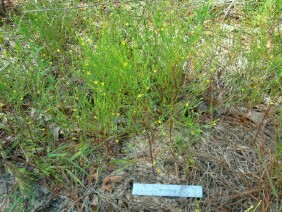 Hypericum gentianoides  Pineweed Orangegrass