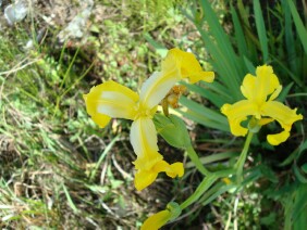 Iris pseudacorus Paleyellow Iris
