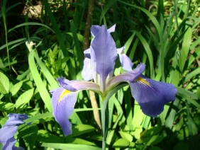 Iris virginica Virginia Iris