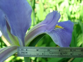 Iris virginica Blue Flag