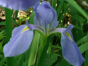 Iris virginica Blue Flag