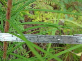 Vernonia angustifolia Tall Ironweed