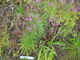 Vernonia angustifolia Tall Ironweed