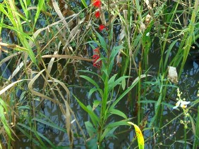 Lobelia cardinalis Cardinalflower