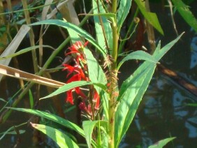 Lobelia cardinalis Cardinalflower