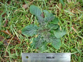 Salvia lyrata Lyre-leaf Sage