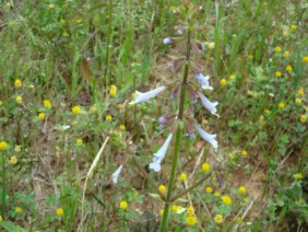 Salvia lyrata Lyre-leaf Sage