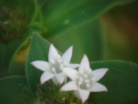Richardia scabra Mexican-clover