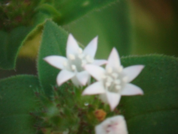 Richardia scabra Mexican-clover