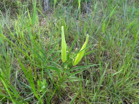 Asclepias longifolia Longleaf Milkweed