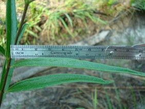 Asclepias longifolia Longleaf Milkweed