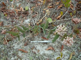 Asclepias humistrata Sandhill Milkweed