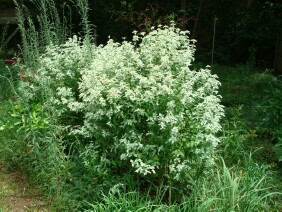 Pycnanthemum albescens Whiteleaf Mountainmint
