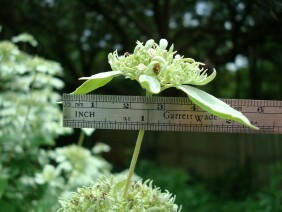 Pycnanthemum albescens Whiteleaf Mountainmint