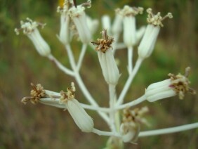 Ovateleaf Cacalia Arnoglossum ovatum