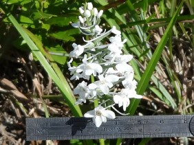 Platanthera nivea Snowy Orchid