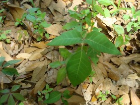 Toxicodendron radicans Eastern Poison Ivy
