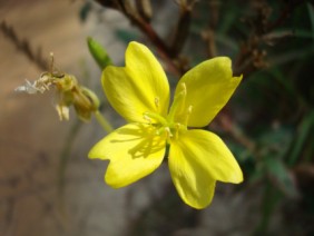 Oenothera biennis Primrose